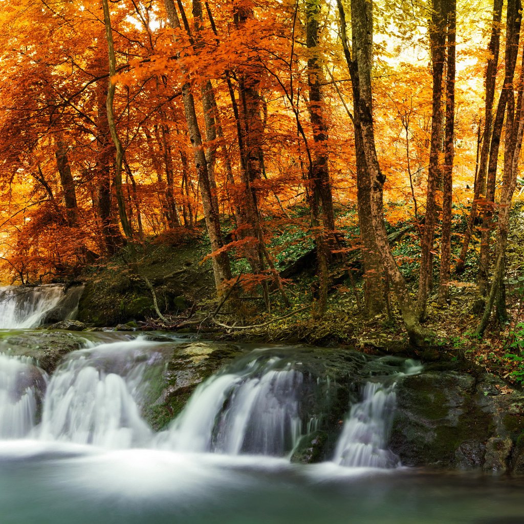 Обои деревья, лес, листья, ручей, водопад, осень, желтые, trees, forest, leaves, stream, waterfall, autumn, yellow разрешение 3400x2000 Загрузить