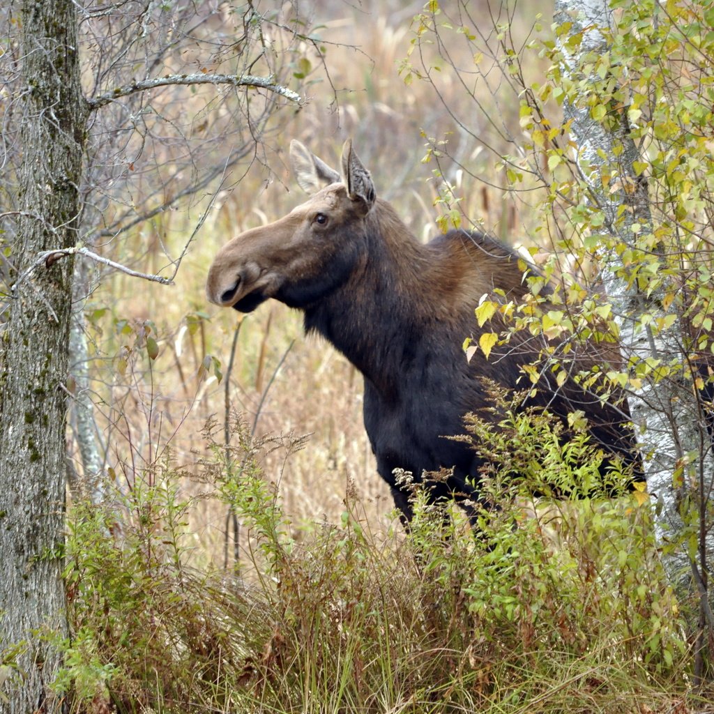 Обои природа, осень, лось, nature, autumn, moose разрешение 4288x2848 Загрузить