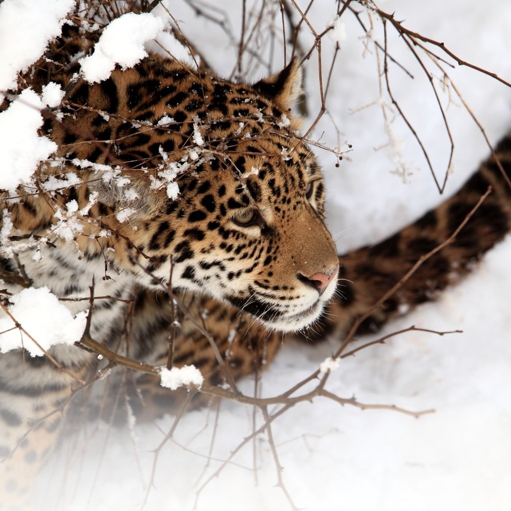 Обои снег, зима, кошка, ягуар, snow, winter, cat, jaguar разрешение 2560x1600 Загрузить