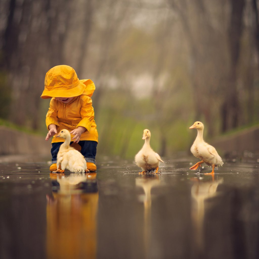 Обои вода, птицы, ребенок, малыш, лужа, птенцы, гусята, water, birds, child, baby, puddle, chicks, the goslings разрешение 2048x1348 Загрузить