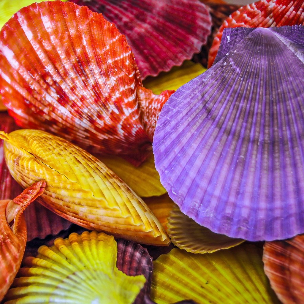 Обои разноцветные, ракушки, крашеные, colorful, shell, painted разрешение 4280x2901 Загрузить