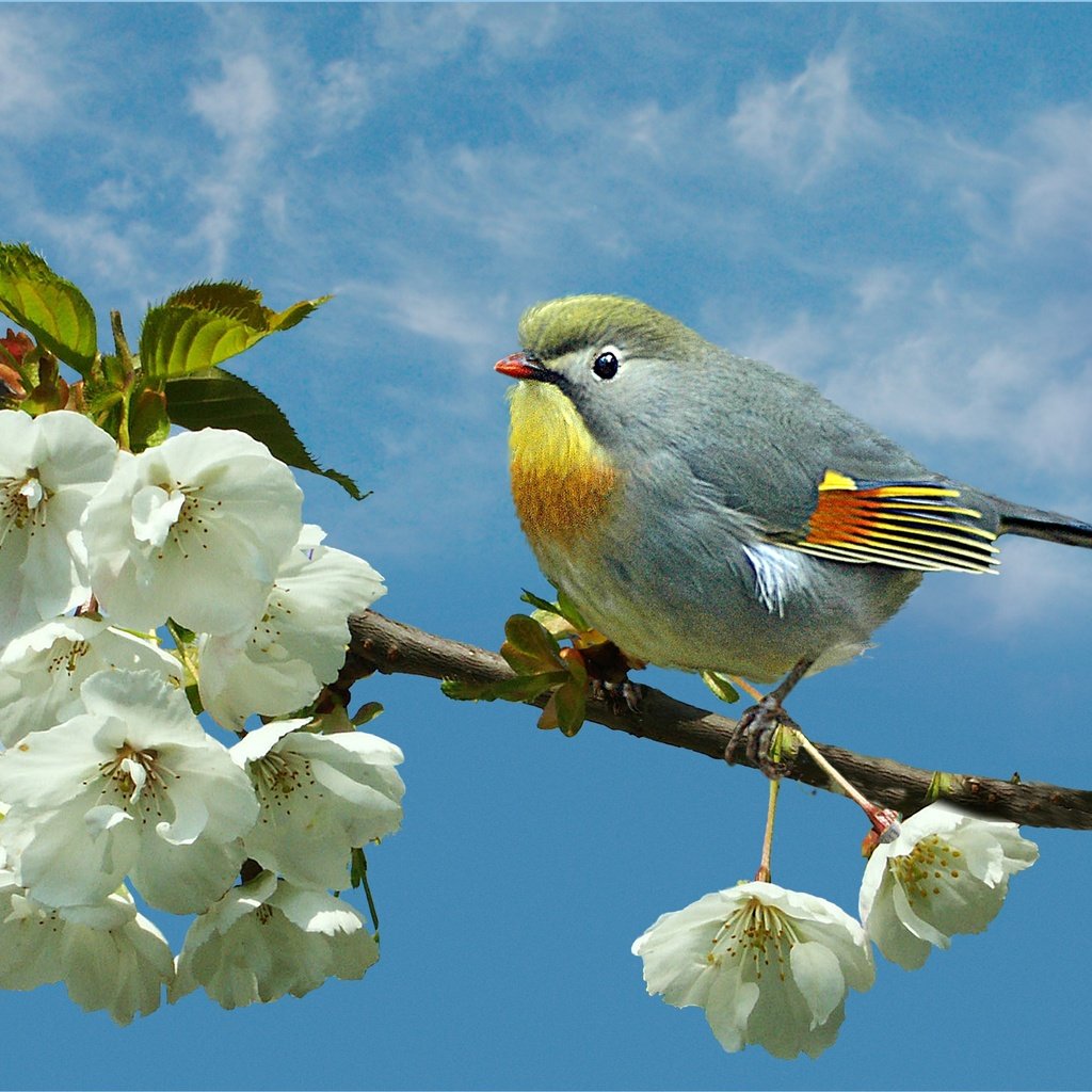 Обои ветка, природа, птица, птица на ветке, branch, nature, bird, bird on a branch разрешение 2148x1754 Загрузить