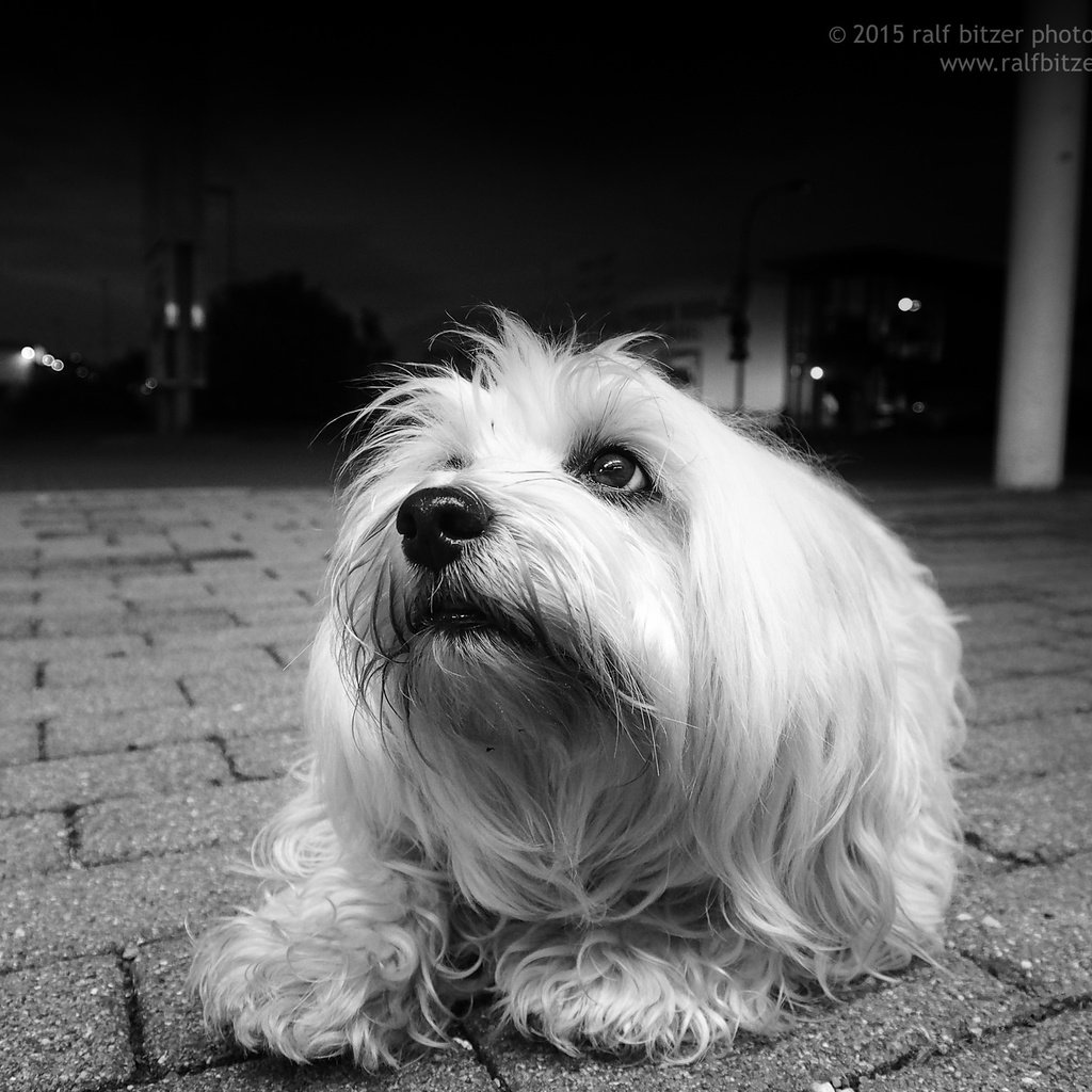 Обои чёрно-белое, собака, гаванский бишон, болонка, бишон, ralf bitzer, black and white, dog, the havanese, lapdog, bichon разрешение 2048x1536 Загрузить