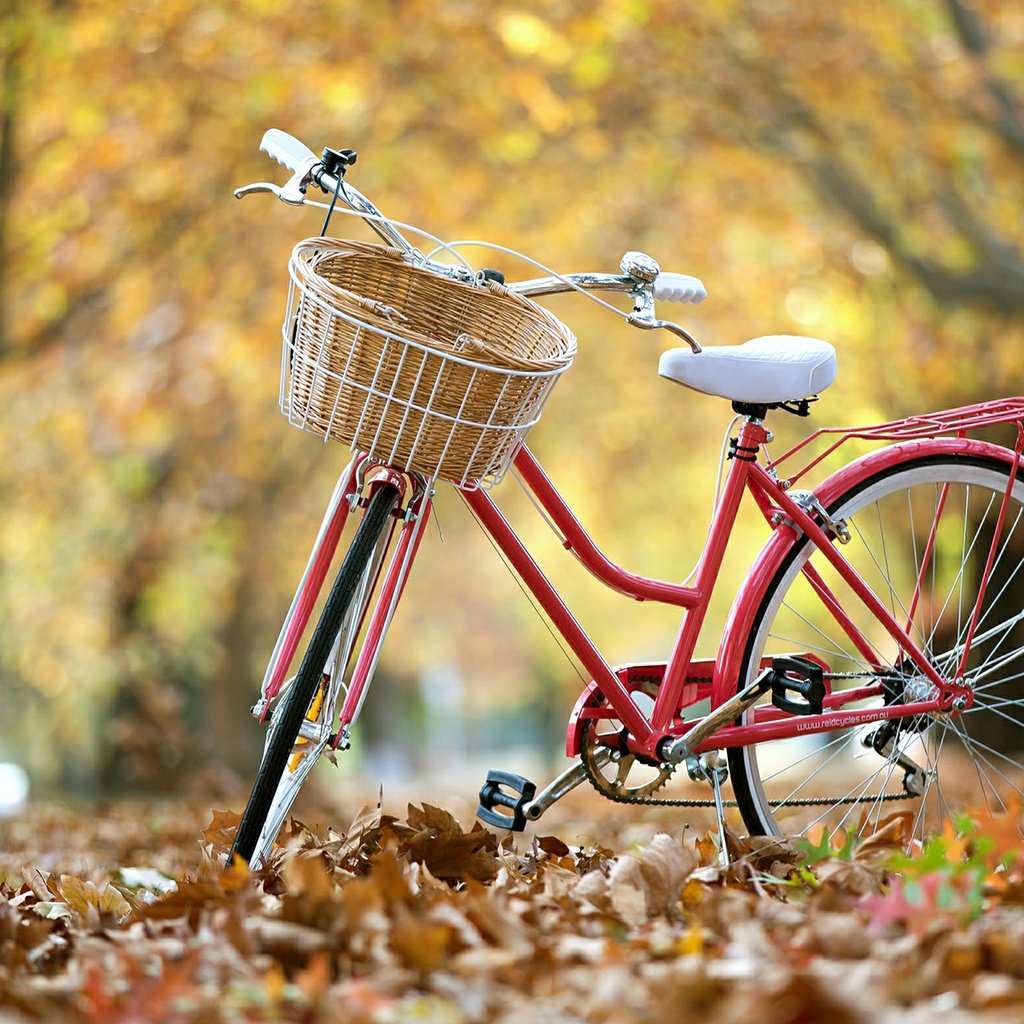 Обои парк, осень, велосипед, park, autumn, bike разрешение 1920x1200 Загрузить