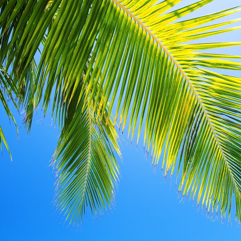 Обои небо, природа, пальма, голубое, the sky, nature, palma, blue разрешение 3692x2571 Загрузить
