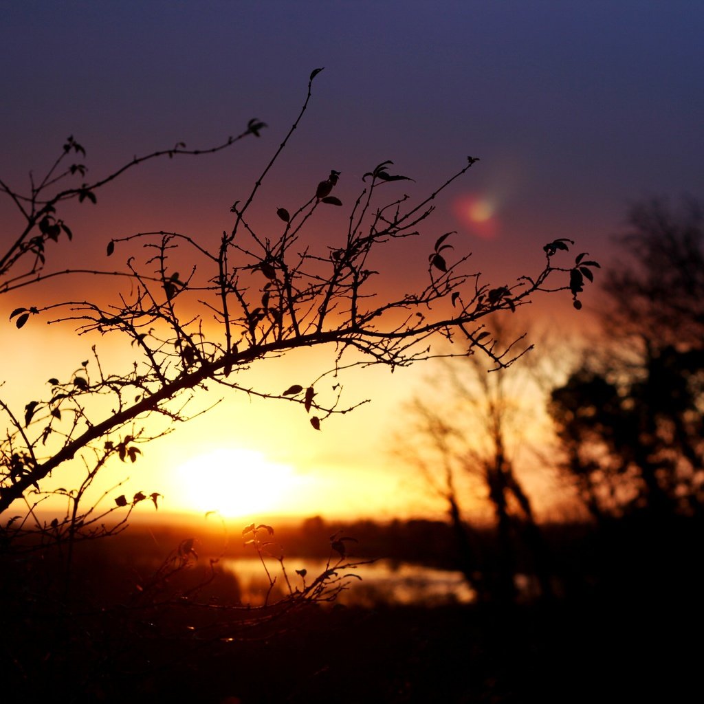 Обои ветка, восход, солнце, природа, пейзаж, утро, размытость, branch, sunrise, the sun, nature, landscape, morning, blur разрешение 5184x3456 Загрузить