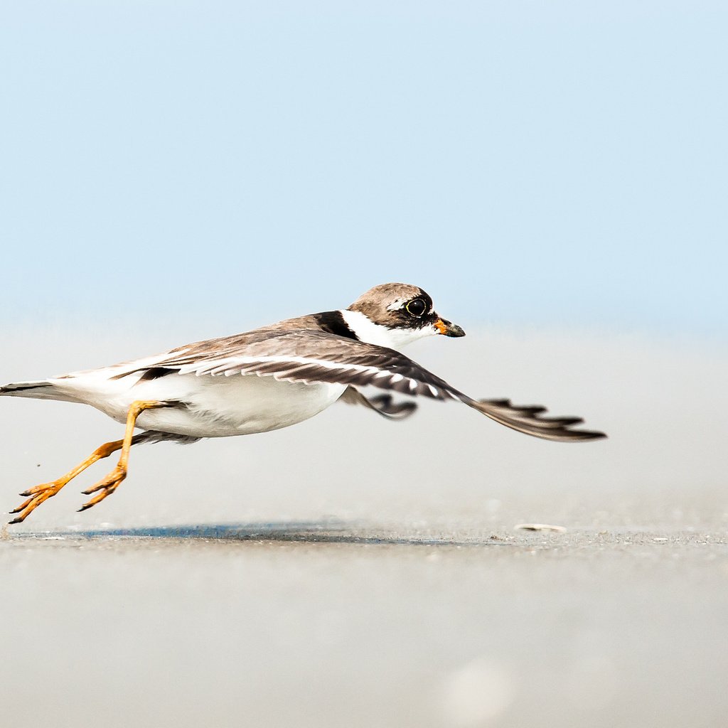 Обои небо, полет, песок, пляж, крылья, чайка, птица, the sky, flight, sand, beach, wings, seagull, bird разрешение 2048x1365 Загрузить