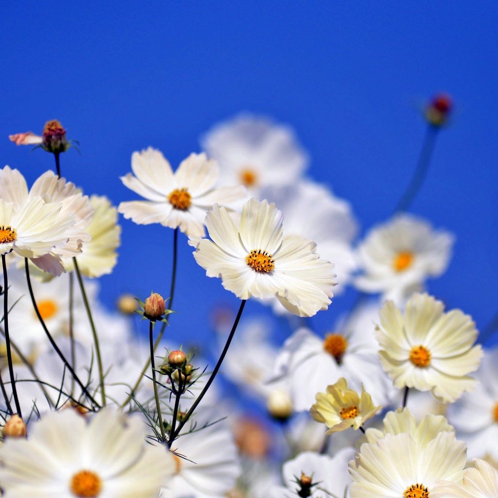 Обои цветы, поле, лепестки, стебли, боке, космея, flowers, field, petals, stems, bokeh, kosmeya разрешение 2048x1356 Загрузить