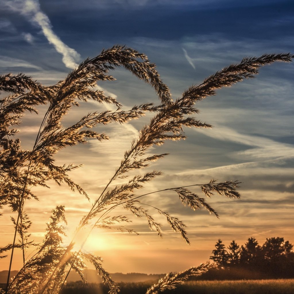 Обои небо, трава, облака, природа, закат, горизонт, колоски, the sky, grass, clouds, nature, sunset, horizon, spikelets разрешение 3888x2592 Загрузить