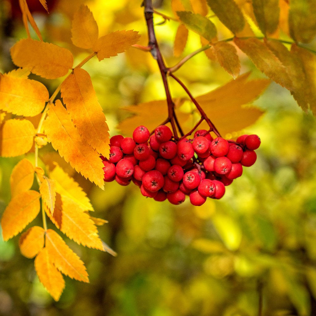 Обои ветка, листья, краски, осень, ягоды, рябина, branch, leaves, paint, autumn, berries, rowan разрешение 2048x1365 Загрузить