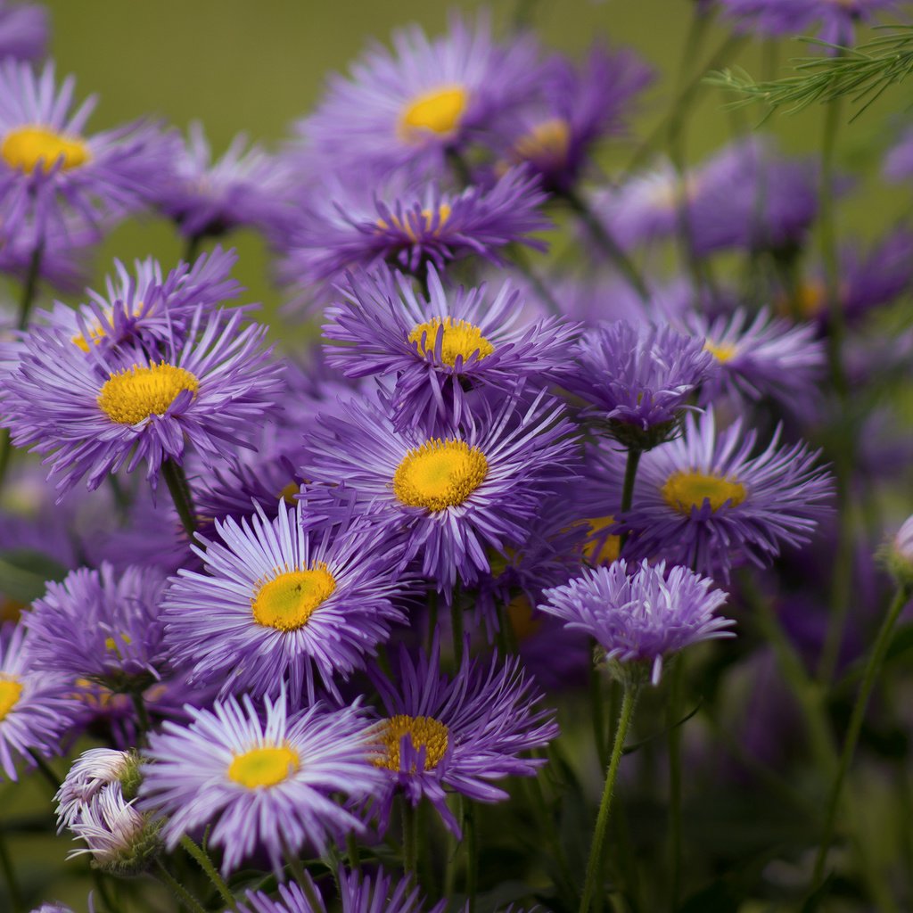 Обои цветы, сиреневые, астры, flowers, lilac, asters разрешение 2400x1595 Загрузить