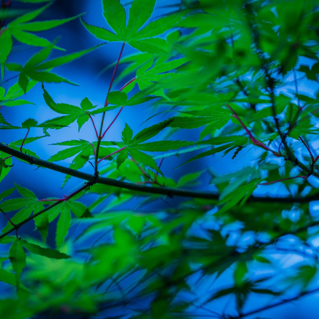 Обои дерево, листья, ветки, японский клен, tree, leaves, branches, japanese maple разрешение 2048x1365 Загрузить