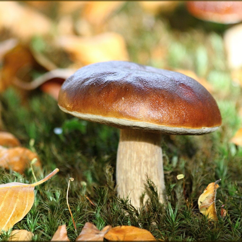 Обои листья, макро, осень, белый, гриб, leaves, macro, autumn, white, mushroom разрешение 5184x3456 Загрузить