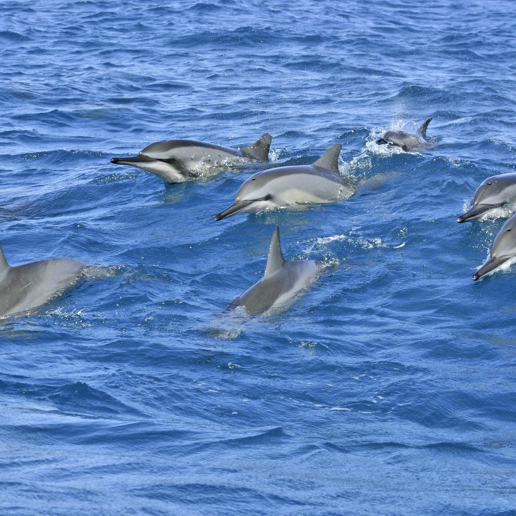 Обои волны, море, дельфины, wave, sea, dolphins разрешение 3072x2048 Загрузить