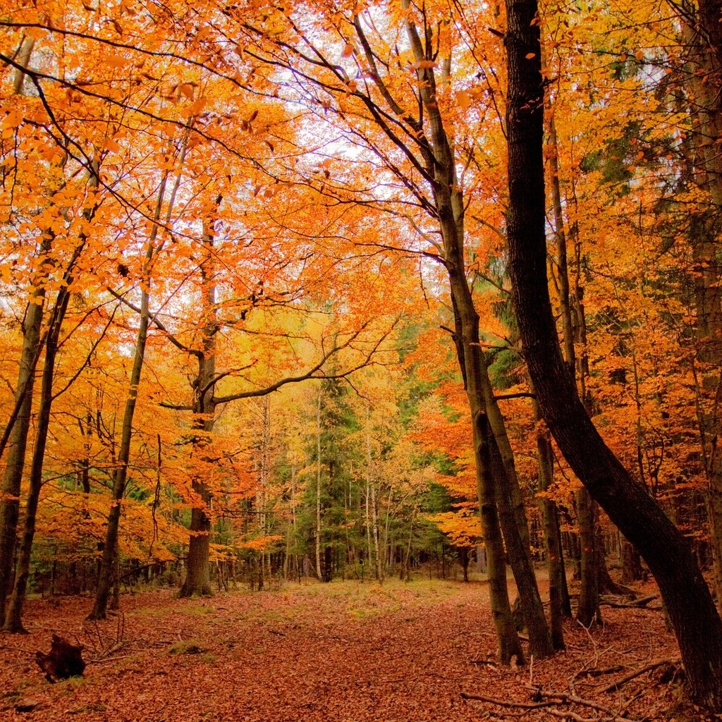 Обои деревья, природа, лес, осень, trees, nature, forest, autumn разрешение 2880x1920 Загрузить