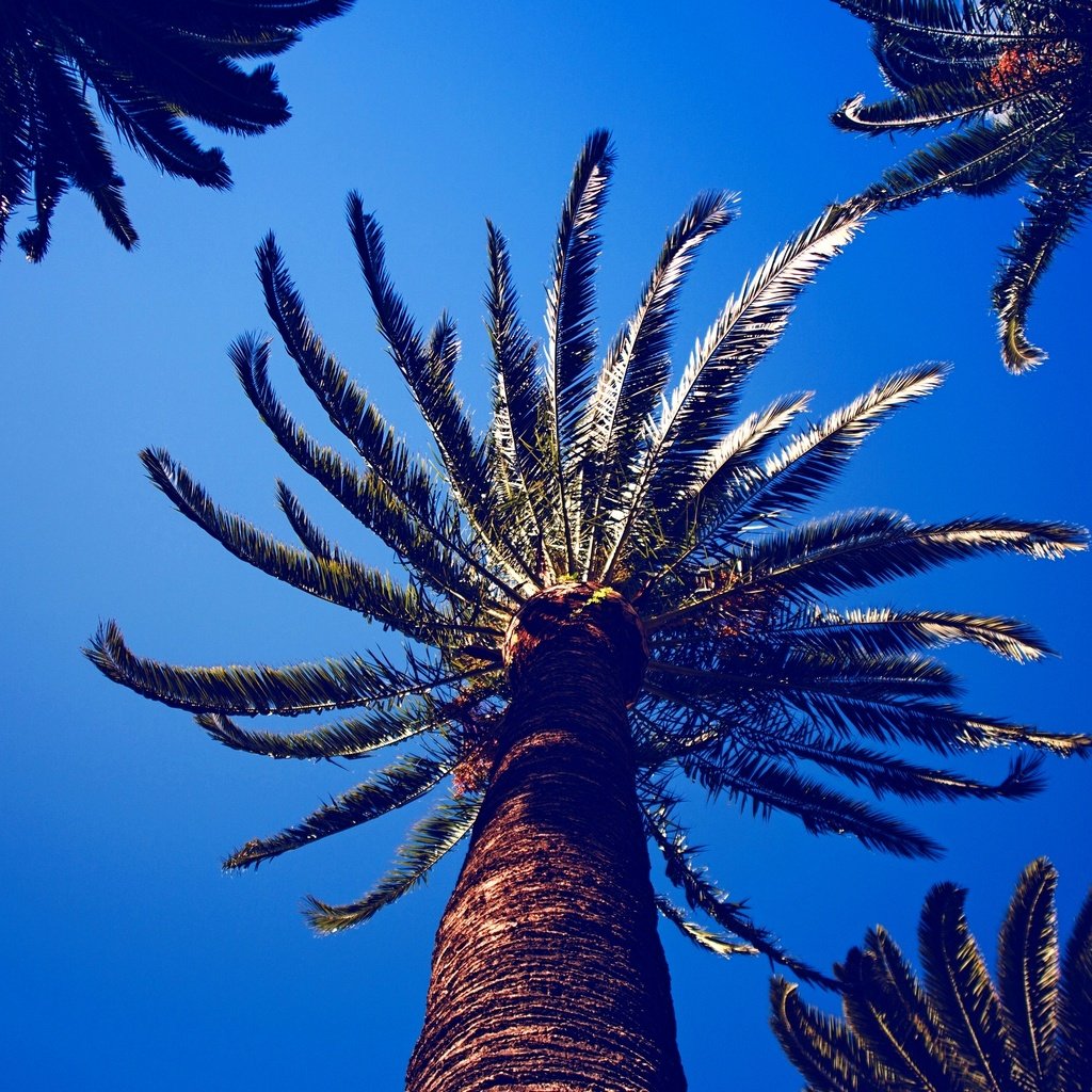 Обои небо, листья, пальмы, the sky, leaves, palm trees разрешение 2880x1620 Загрузить