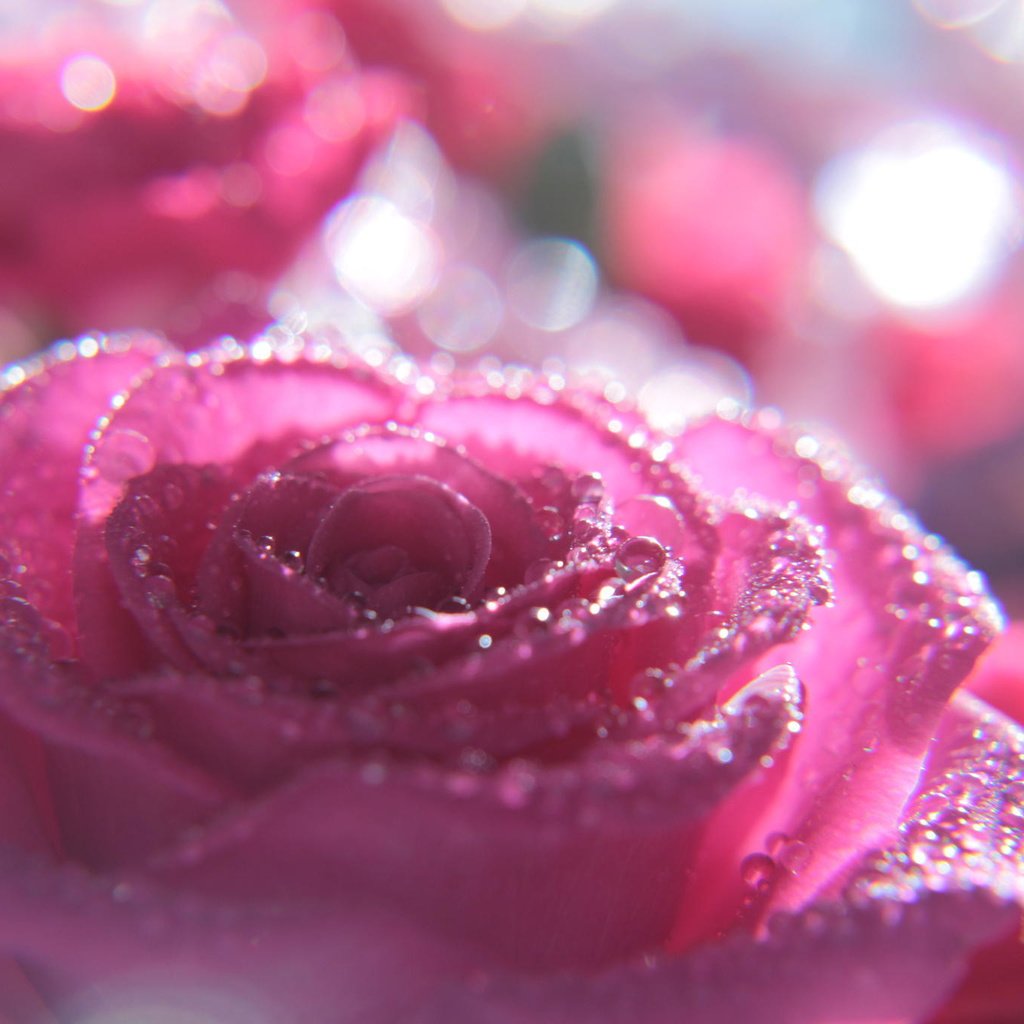 Обои макро, цветок, капли, роза, розовый, macro, flower, drops, rose, pink разрешение 2048x1365 Загрузить