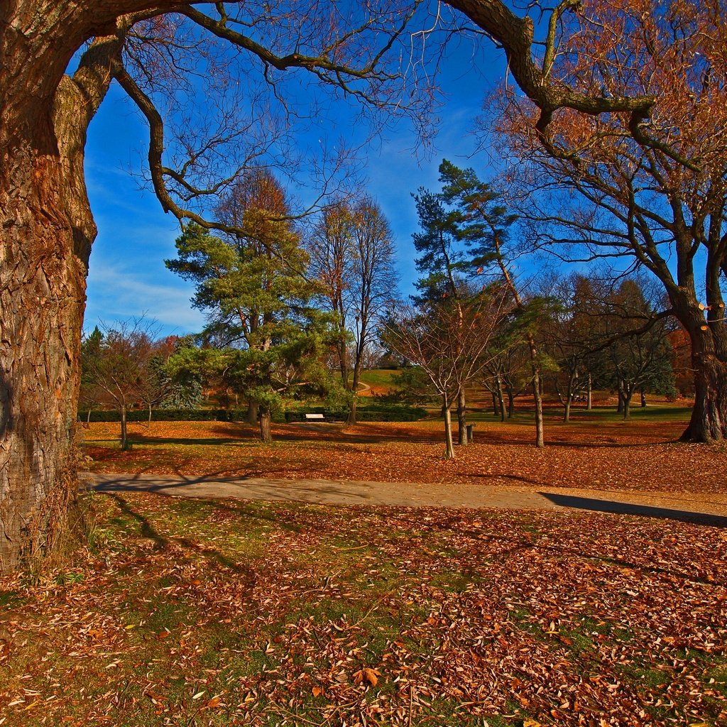 Обои деревья, пейзаж, парк, осень, trees, landscape, park, autumn разрешение 2880x2408 Загрузить