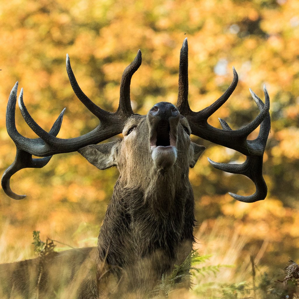 Обои природа, олень, осень, рога, сигнал, nature, deer, autumn, horns, signal разрешение 2048x1366 Загрузить