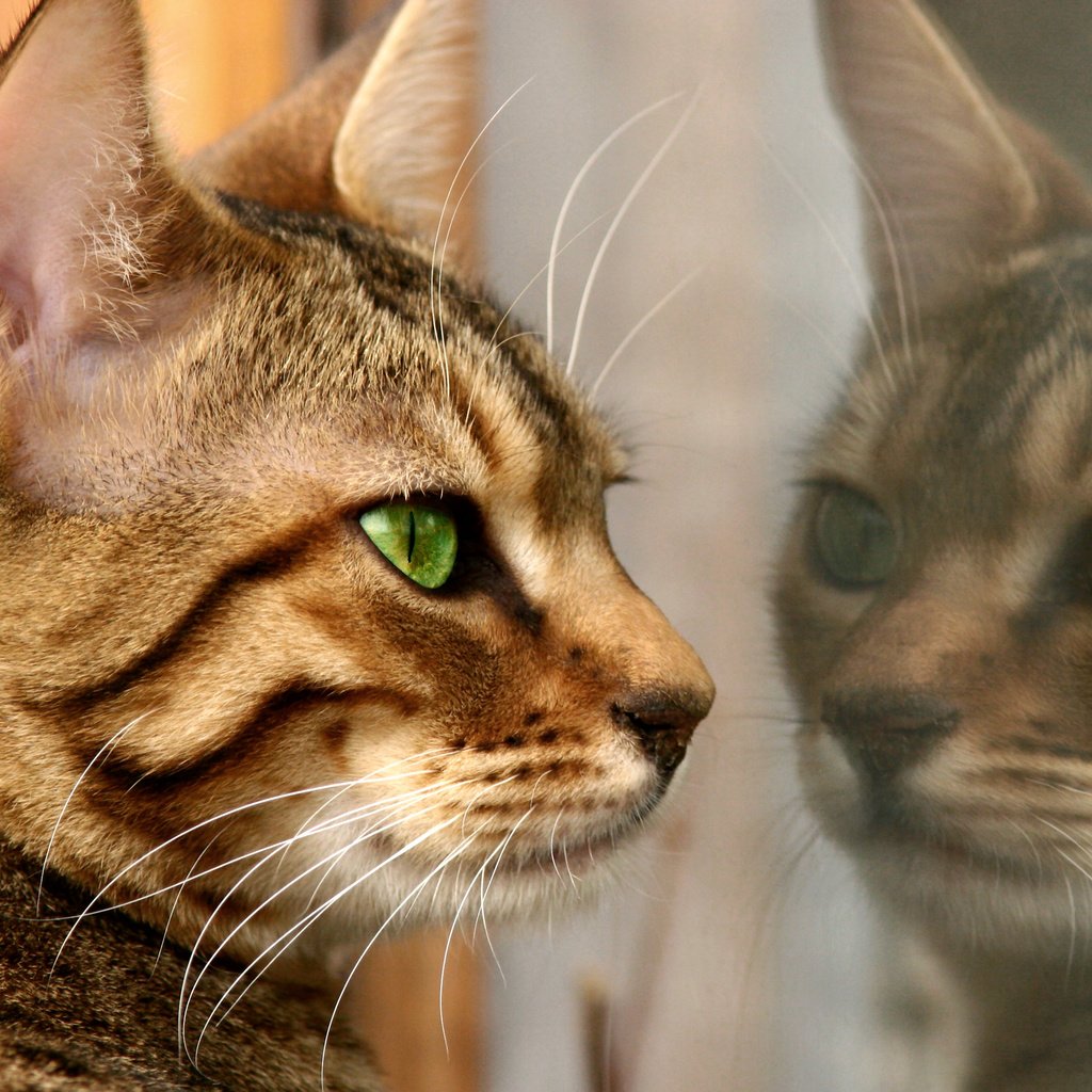 Обои отражение, кошка, мех, feline, reflection, cat, fur разрешение 2792x2199 Загрузить