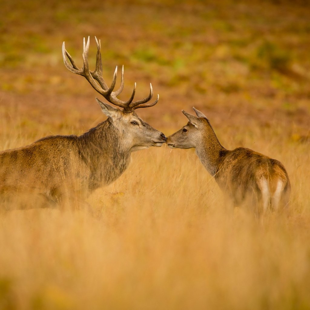 Обои природа, осень, олени, nature, autumn, deer разрешение 2560x1644 Загрузить