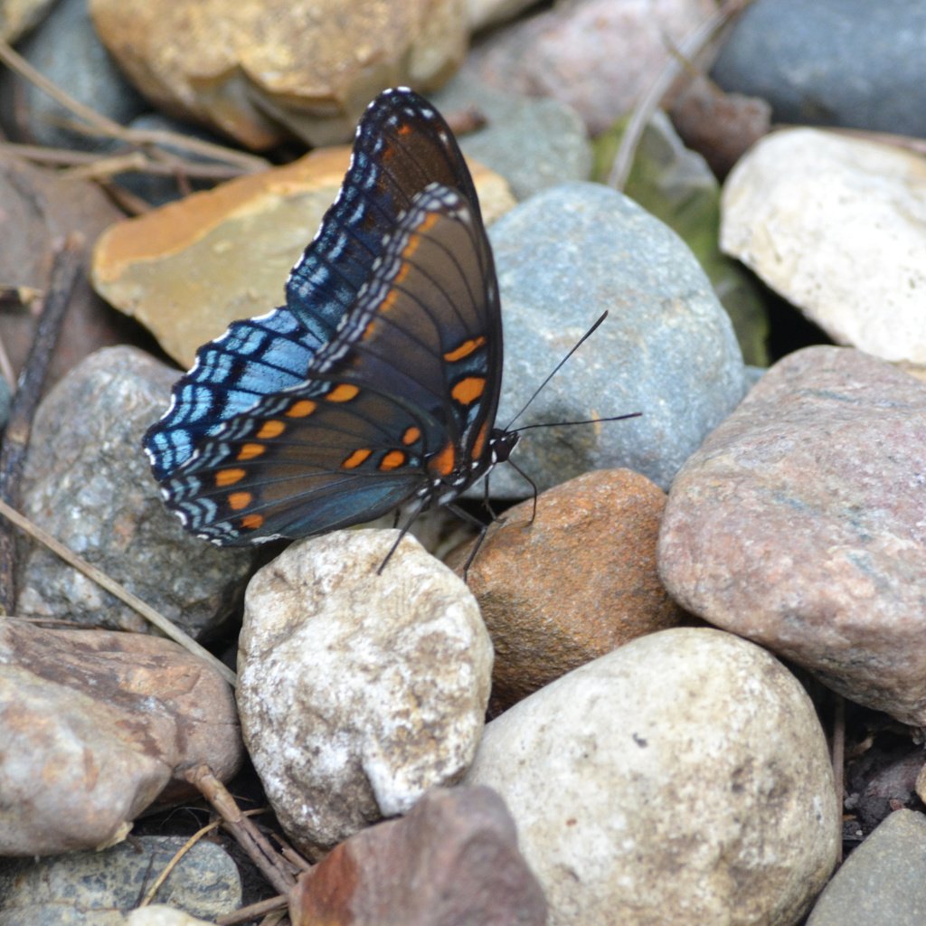 Обои камни, насекомое, узор, бабочка, крылья, stones, insect, pattern, butterfly, wings разрешение 2048x1365 Загрузить