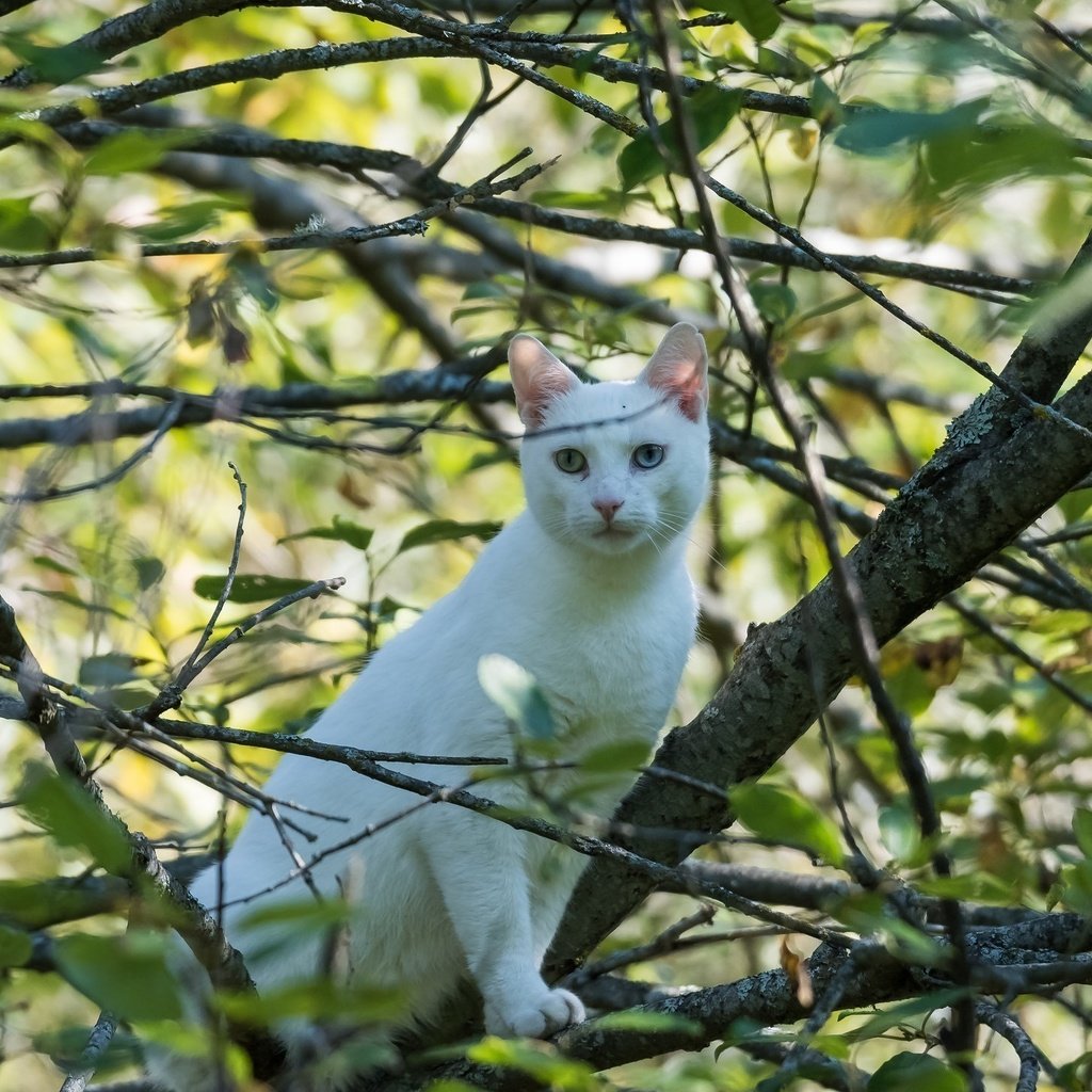 Обои кот, листва, кошка, белый, разные глаза, cat, foliage, white, different eyes разрешение 2048x1460 Загрузить