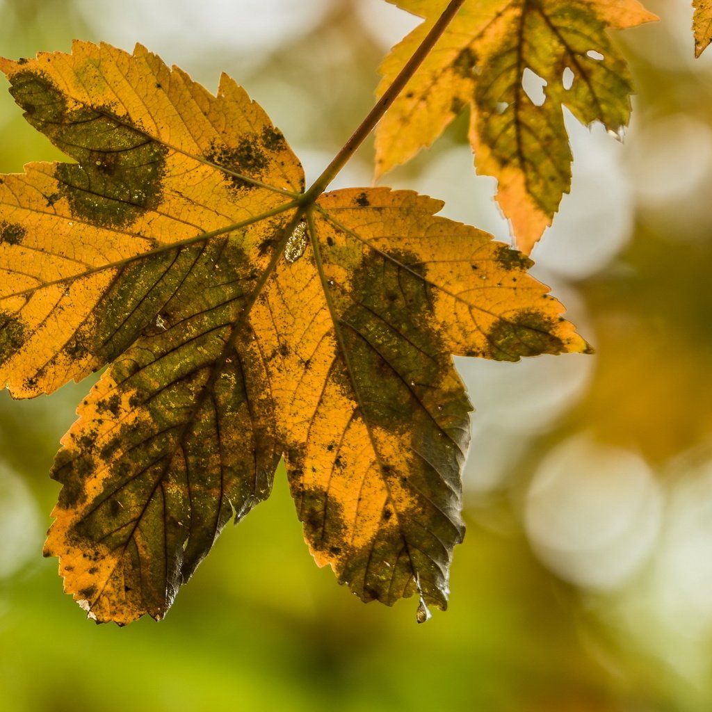 Обои природа, листья, осень, nature, leaves, autumn разрешение 2636x1440 Загрузить