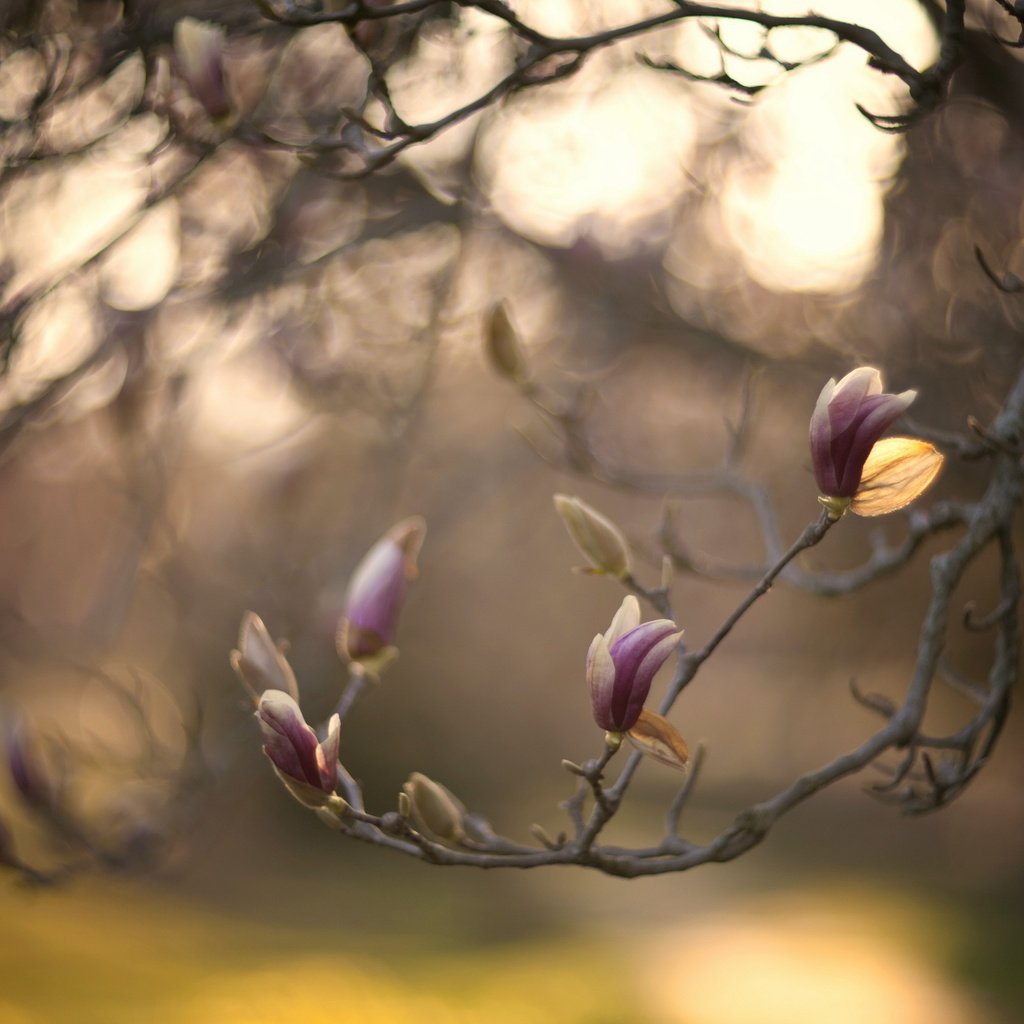 Обои природа, дерево, цветение, ветки, весна, боке, магнолия, nature, tree, flowering, branches, spring, bokeh, magnolia разрешение 2560x1600 Загрузить