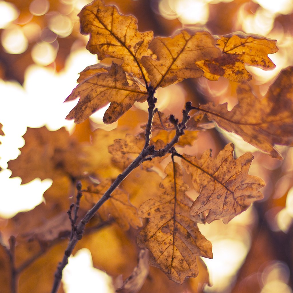 Обои желтый, листья, ветки, осень, yellow, leaves, branches, autumn разрешение 1920x1080 Загрузить