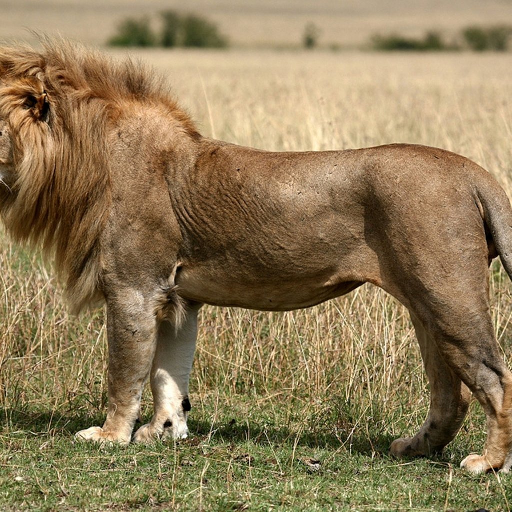 Обои трава, поле, хищник, большая кошка, лев, степь, grass, field, predator, big cat, leo, the steppe разрешение 1920x1200 Загрузить