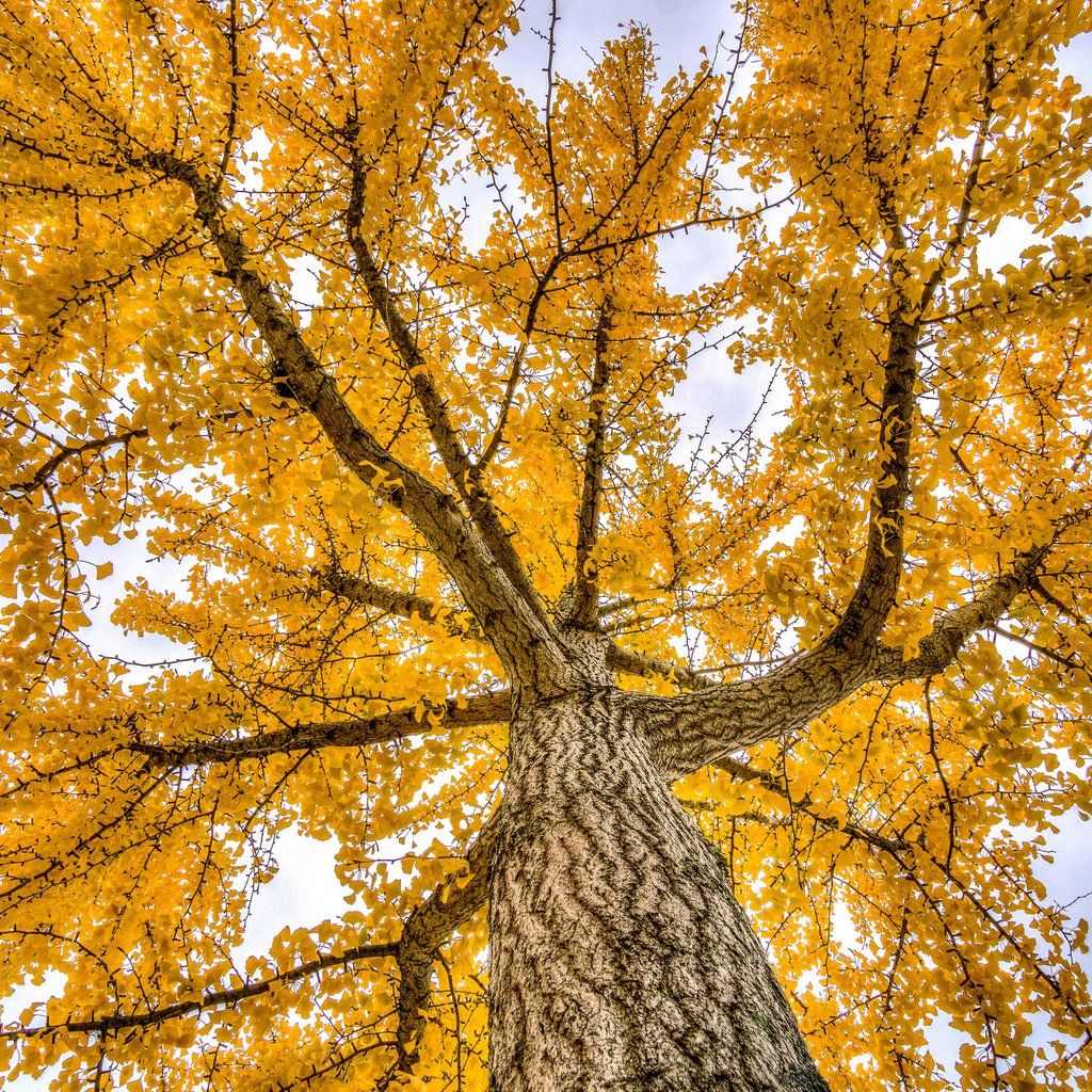 Обои деревья, природа, осень, trees, nature, autumn разрешение 2048x1361 Загрузить