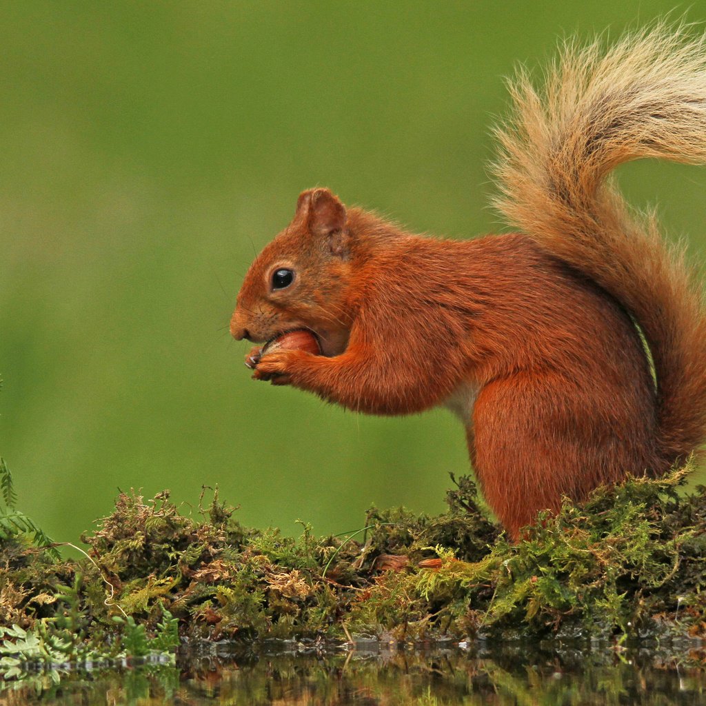 Обои природа, фон, мох, белка, хвост, nature, background, moss, protein, tail разрешение 2048x1366 Загрузить