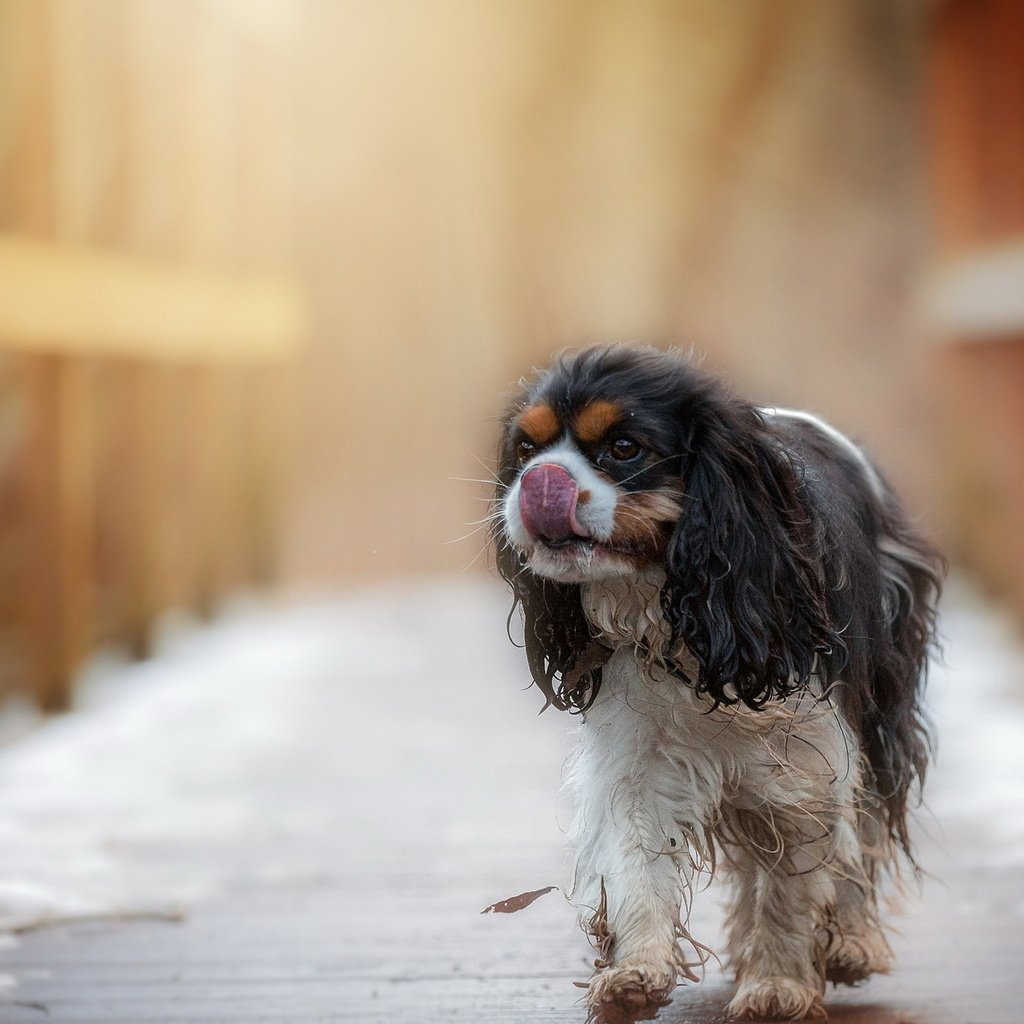 Обои взгляд, собака, друг, спаниель кинг чарльз, look, dog, each, spaniel king charles разрешение 2047x1290 Загрузить