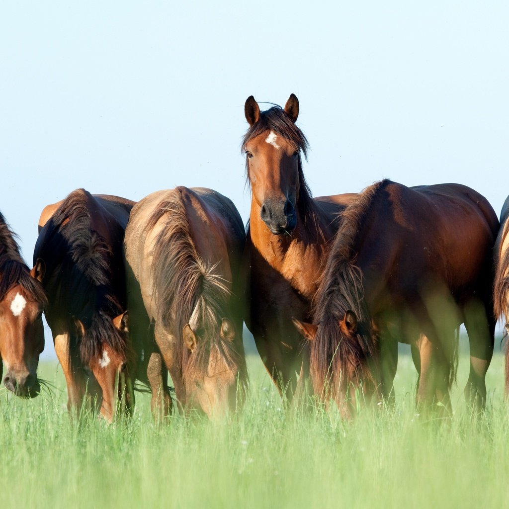 Обои небо, трава, лето, лошади, кони, коричневые, пасутся, шесть, the sky, grass, summer, horse, horses, brown, grazing, six разрешение 2880x1802 Загрузить