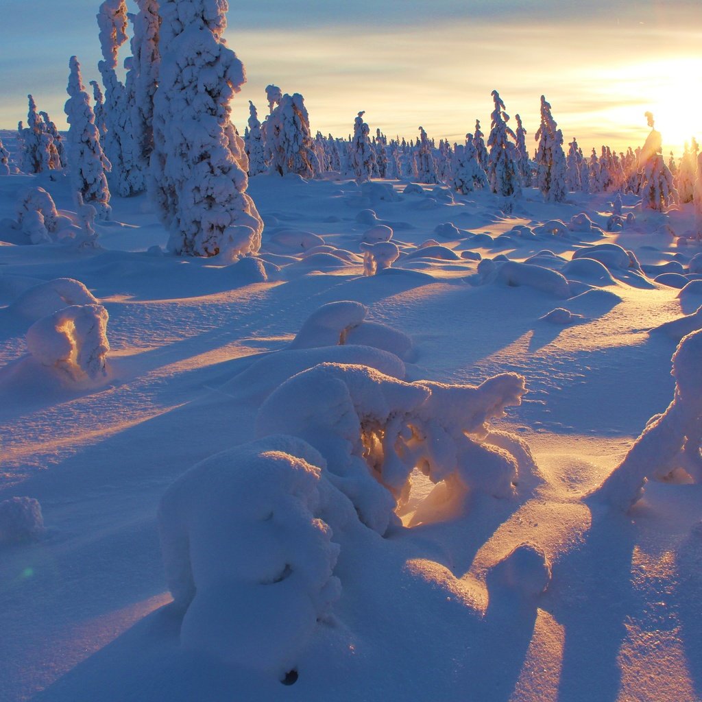 Обои деревья, снег, закат, зима,     дерево, trees, snow, sunset, winter, tree разрешение 5184x3456 Загрузить