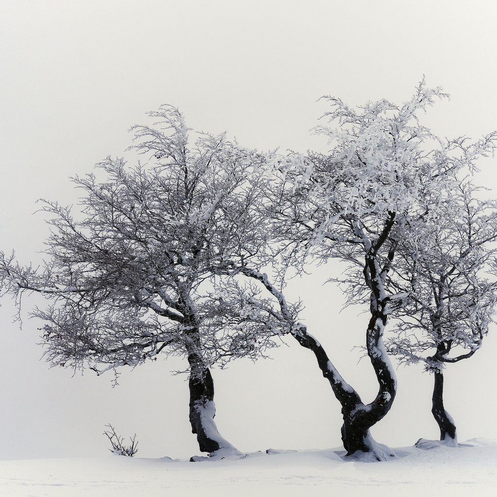 Обои деревья, снег, природа, зима, trees, snow, nature, winter разрешение 2048x1356 Загрузить