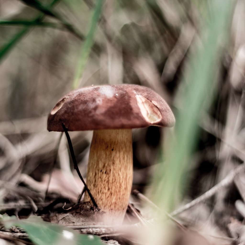 Обои природа, осень, гриб, nature, autumn, mushroom разрешение 2560x1707 Загрузить