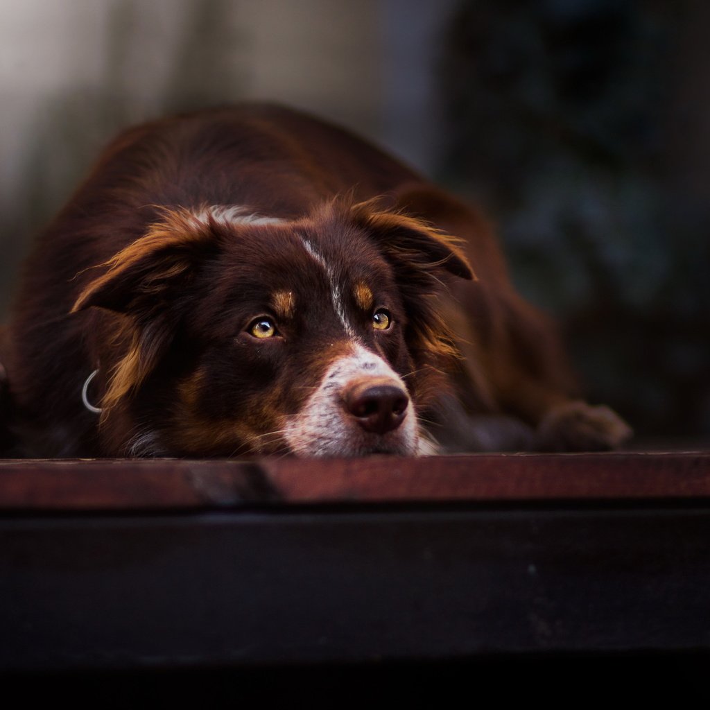 Обои взгляд, собака, друг, бордер-колли, look, dog, each, the border collie разрешение 2924x1748 Загрузить