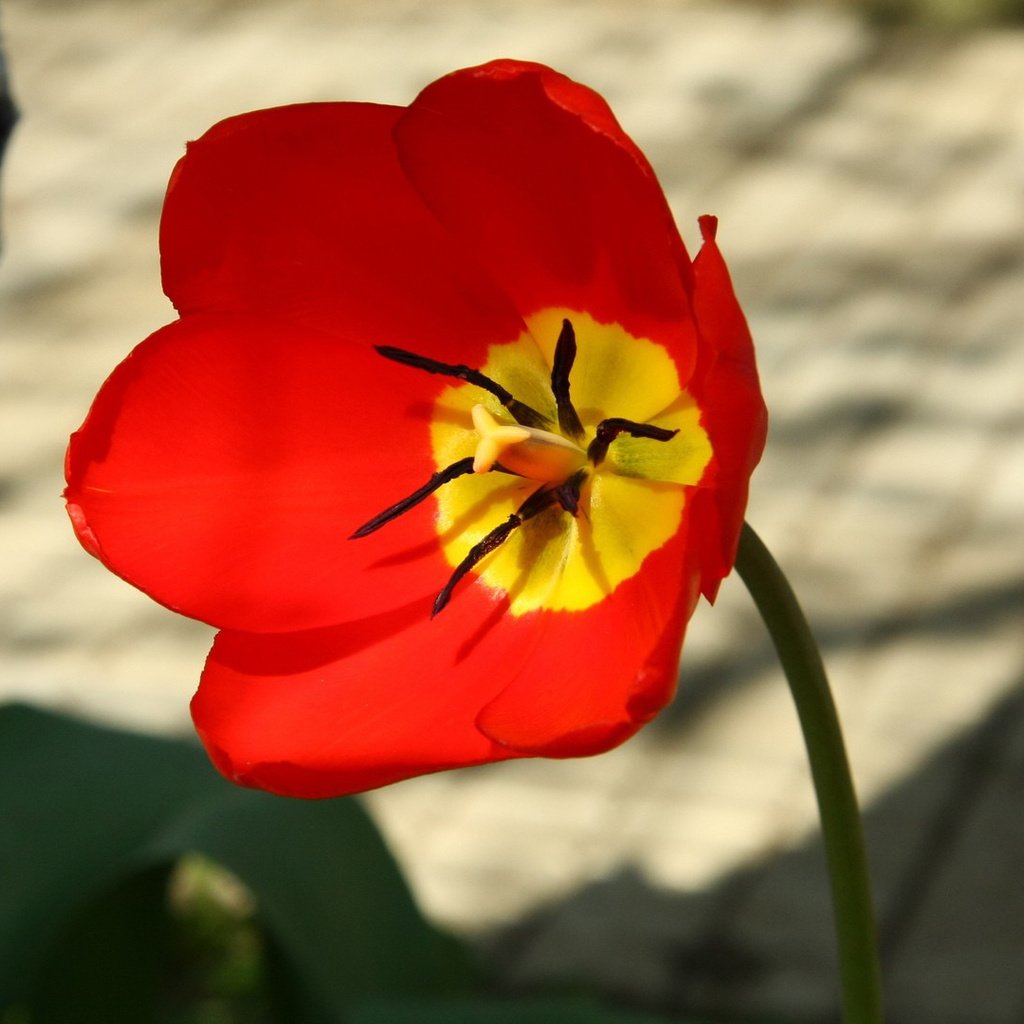 Обои цветок, лепестки, красный, тычинки, тюльпан, пестики, алый, flower, petals, red, stamens, tulip, pistils, al разрешение 1920x1080 Загрузить