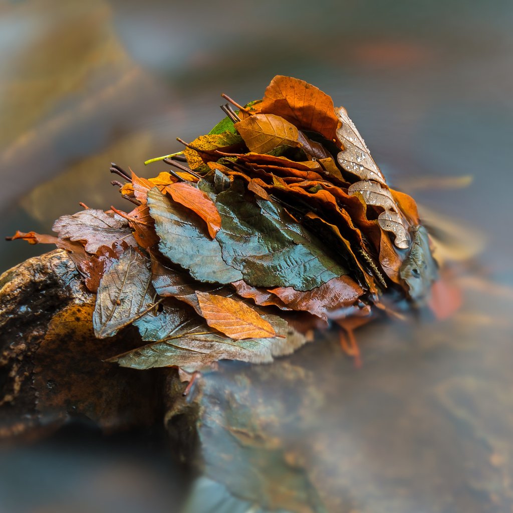 Обои вода, природа, листья, осень, water, nature, leaves, autumn разрешение 2797x1985 Загрузить