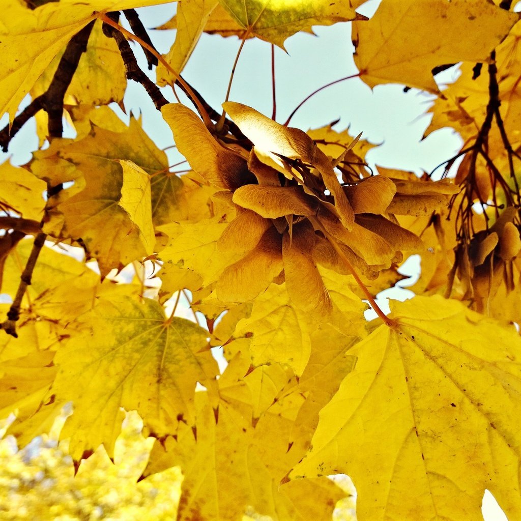 Обои природа, листья, осень, nature, leaves, autumn разрешение 3072x1728 Загрузить