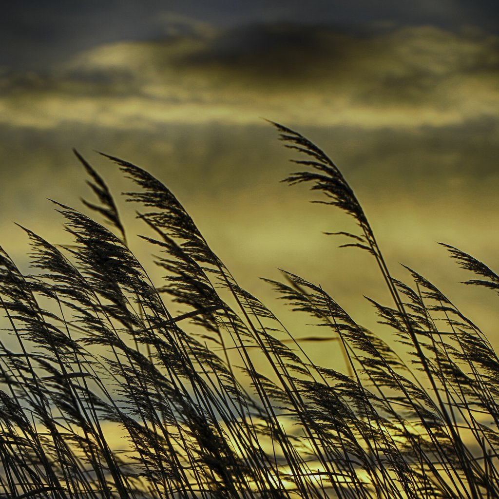 Обои трава, облака, солнце, колоски, стебли, grass, clouds, the sun, spikelets, stems разрешение 2048x1365 Загрузить