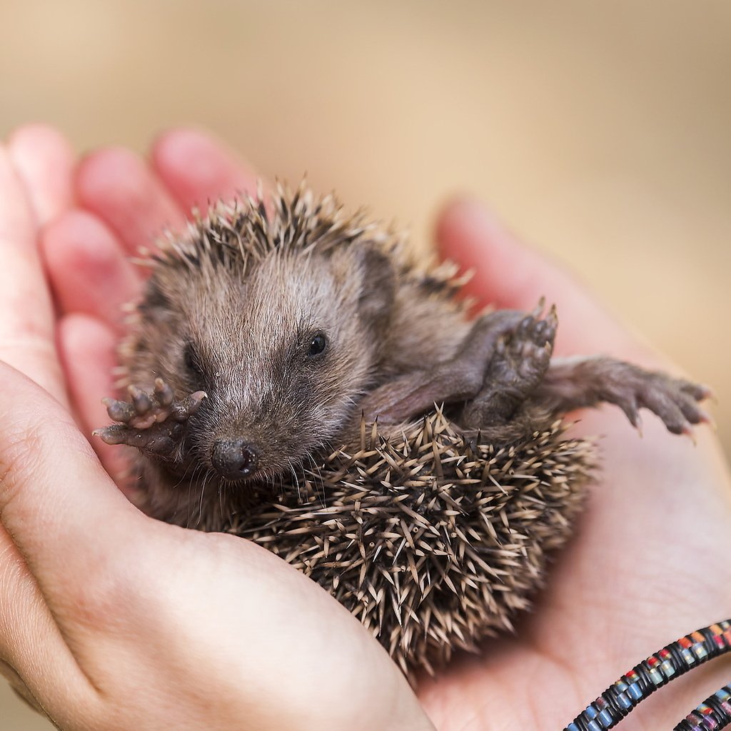 Обои глаза, лапы, руки, нос, ежик, еж, eyes, paws, hands, nose, hedgehog разрешение 2047x1258 Загрузить