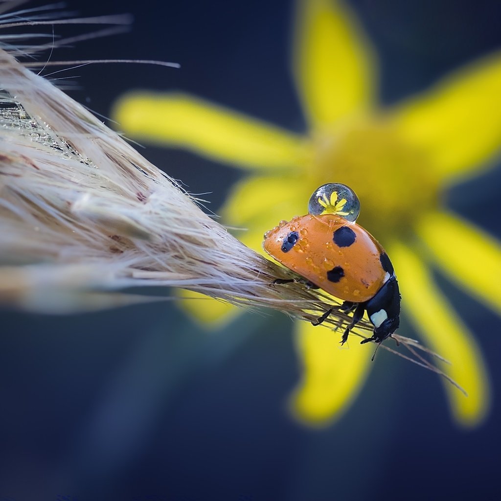 Обои жук, макро, насекомое, цветок, капля, божья коровка, колосок, beetle, macro, insect, flower, drop, ladybug, spike разрешение 3552x2353 Загрузить