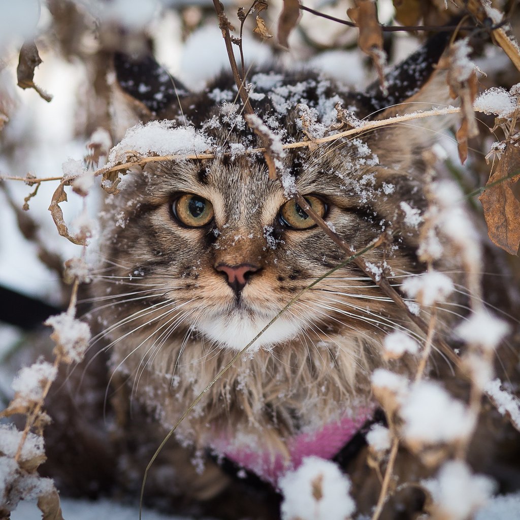 Обои снег, зима, кот, кошка, взгляд, мейн-кун, snow, winter, cat, look, maine coon разрешение 2000x1333 Загрузить