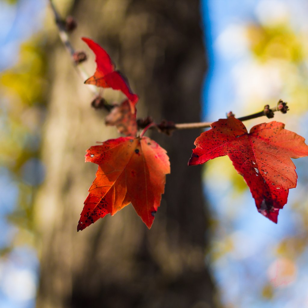 Обои природа, листья, осень, nature, leaves, autumn разрешение 4272x2848 Загрузить