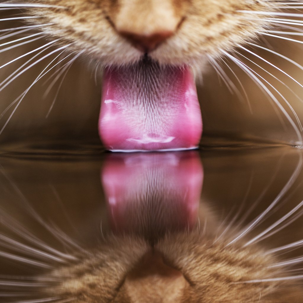 Обои вода, отражение, кот, кошка, рыжий, язык, пьет, water, reflection, cat, red, language, drinking разрешение 1920x1200 Загрузить