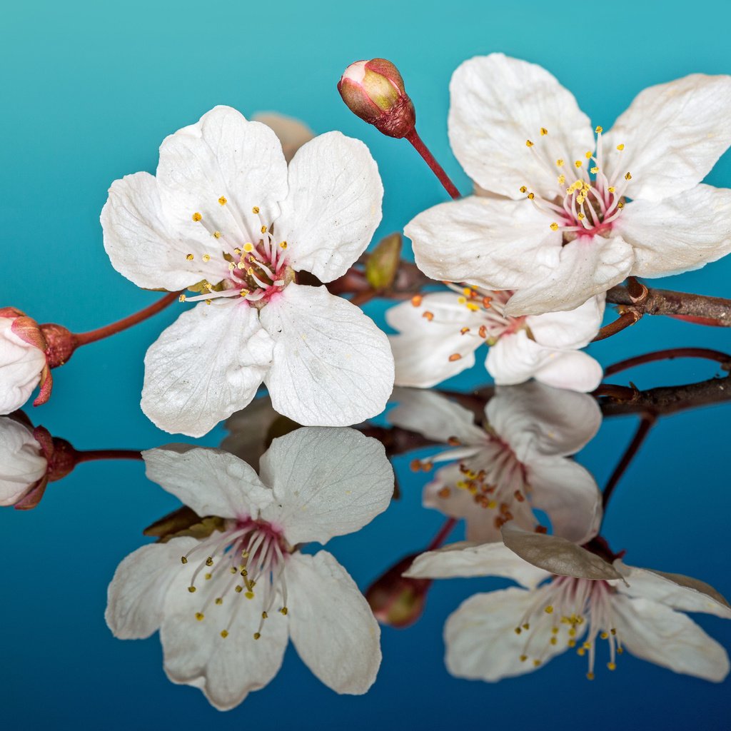 Обои цветы, макро, отражение, лепестки, слива, flowers, macro, reflection, petals, drain разрешение 5284x3591 Загрузить