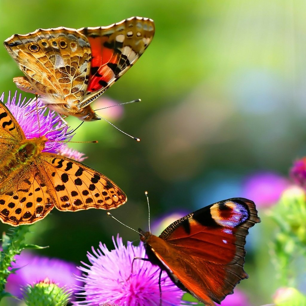 Обои цветы, крылья, насекомые, бабочки, репейник, шашечница, павлиний глаз, flowers, wings, insects, butterfly, agrimony, the metalmark, peacock разрешение 2560x1600 Загрузить